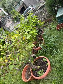 Piante di Limoni