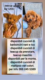 Barboncino per monta