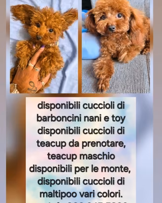 Barboncino per monta
