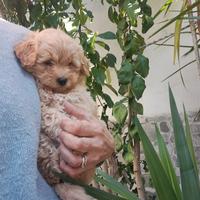 Cuccioli di maltipoo