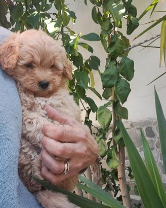 Cuccioli di maltipoo