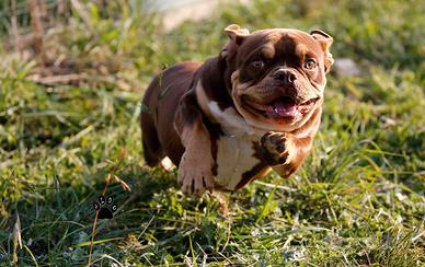American Bully a rimborso spese
