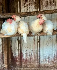 Galline livornesi