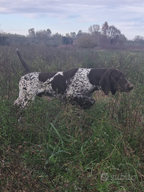 Bracco tedesco cucciolo kurzhaar cucciolone