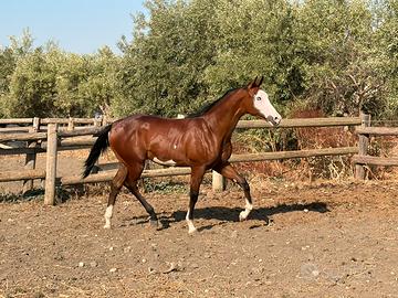 Cavalli puledro Paint con occhi ice maschio
