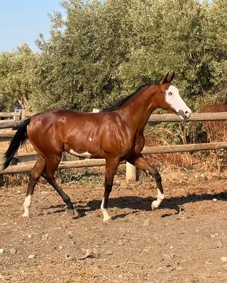 Cavalli puledro Paint con occhi ice maschio