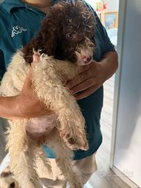Cucciolo lagotto romagnolo