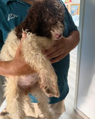 Cucciolo lagotto romagnolo