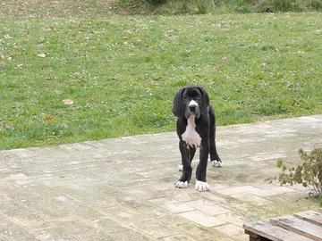 Alano cuccioli disponibili , neri , mantel tiger ,