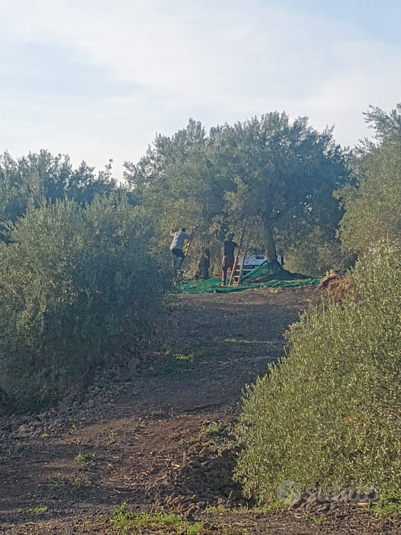 Terreno agricolo Belpasso - Vista 2