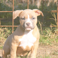 Cuccioli american bully da allevamento