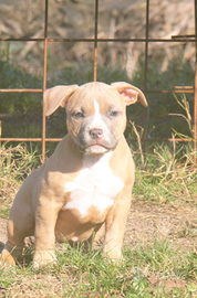 Cuccioli american bully da allevamento