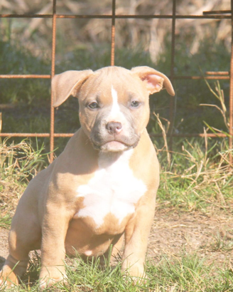 Cuccioli american bully da allevamento