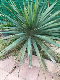 Yucca rustica da esterno adatta a tutti i climi