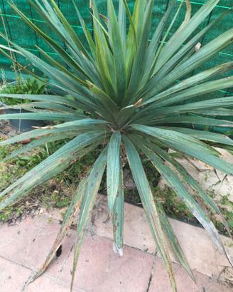 Yucca rustica da esterno adatta a tutti i climi