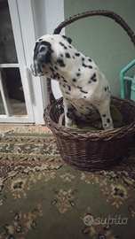 Cuccioli dalmata