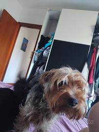 Yorky di un anno femmina