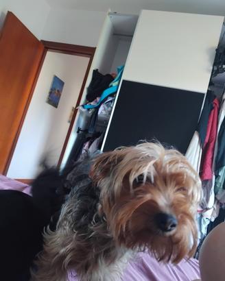 Yorky di un anno femmina