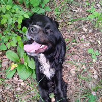 Cocker Spaniel Inglese