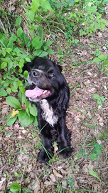 Cocker Spaniel Inglese