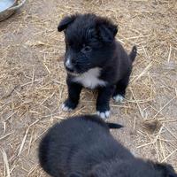 Cuccioli Border collie