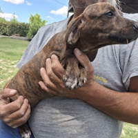 Cuccioli di segugio maremmano