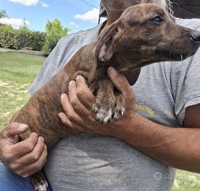 Cuccioli di segugio maremmano