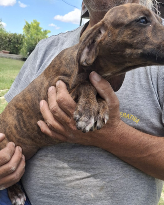 Cuccioli di segugio maremmano