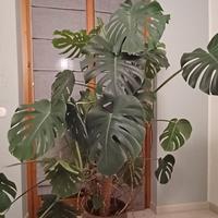 Monstera deliciosa 8 anni