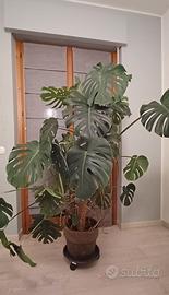 Monstera deliciosa 8 anni