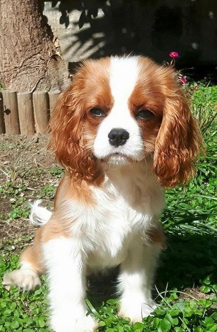 Allevamento Cavalier King Charles Spaniel - Animali In vendita a Cuneo