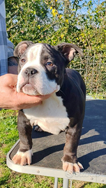 American bully pocket