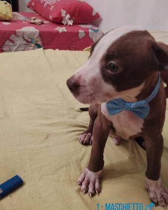 Cuccioli tipo Amstaff Pitbull