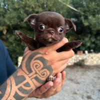 Chihuahua choco