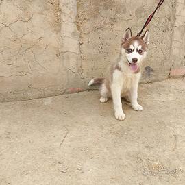 Cucciola siberian husky
