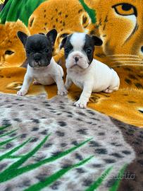 Cuccioli bulldog francese, femmine esotici