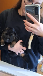 Cuccioli pastore tedesco