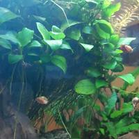 anubias nana e altre piante acquario