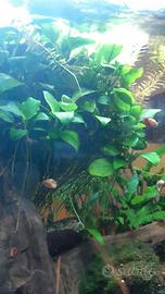 anubias nana e altre piante acquario