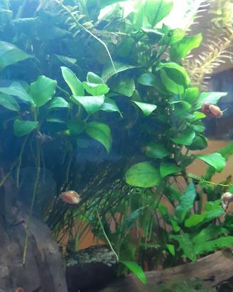 anubias nana e altre piante acquario