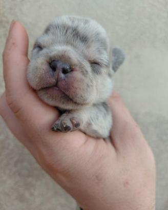 Bull dog