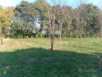 Terreno zona Comina