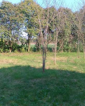 Terreno zona Comina