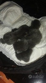 Cuccioli di certosino