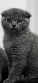 Gattini Scottish