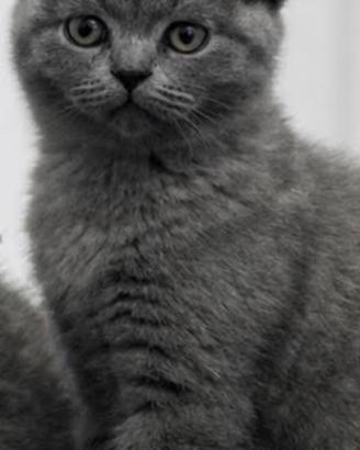 Gattini Scottish