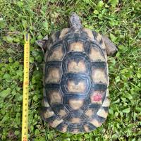 Tartarughe testudo marginata