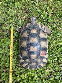 Tartarughe testudo marginata