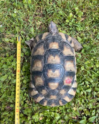 Tartarughe testudo marginata