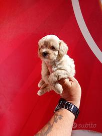 Maltipoo toy